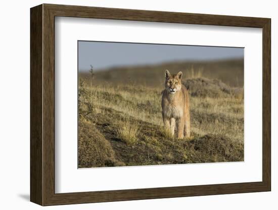 Puma (Puma Concolor) in High Altitude Habitat, Torres Del Paine National Park, Chile-Gabriel Rojo-Framed Photographic Print