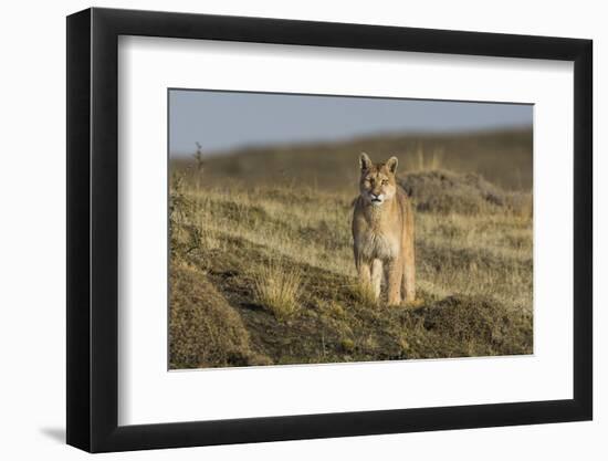 Puma (Puma Concolor) in High Altitude Habitat, Torres Del Paine National Park, Chile-Gabriel Rojo-Framed Photographic Print