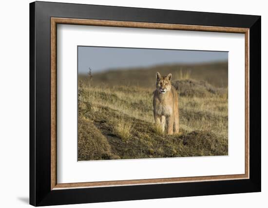 Puma (Puma Concolor) in High Altitude Habitat, Torres Del Paine National Park, Chile-Gabriel Rojo-Framed Photographic Print