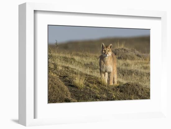 Puma (Puma Concolor) in High Altitude Habitat, Torres Del Paine National Park, Chile-Gabriel Rojo-Framed Photographic Print