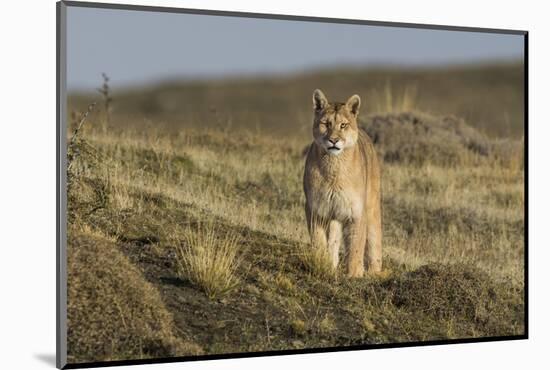 Puma (Puma Concolor) in High Altitude Habitat, Torres Del Paine National Park, Chile-Gabriel Rojo-Mounted Photographic Print