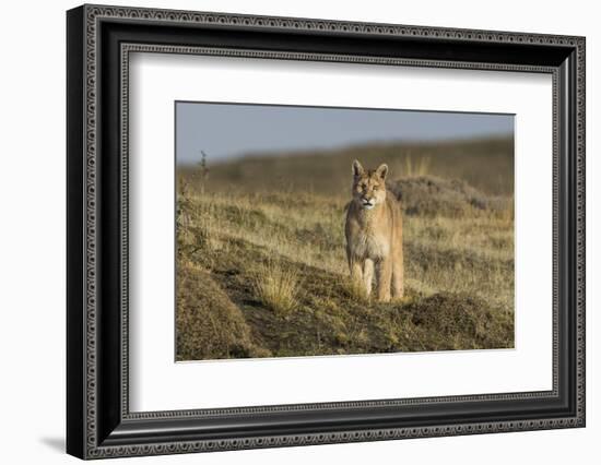 Puma (Puma Concolor) in High Altitude Habitat, Torres Del Paine National Park, Chile-Gabriel Rojo-Framed Photographic Print