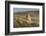 Puma (Puma Concolor) in High Altitude Habitat, Torres Del Paine National Park, Chile-Gabriel Rojo-Framed Photographic Print