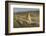 Puma (Puma Concolor) in High Altitude Habitat, Torres Del Paine National Park, Chile-Gabriel Rojo-Framed Photographic Print