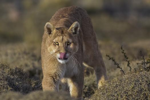 Puma (Puma in Altitude Habitat, Torres Del Paine National Park, Chile' Photographic Print - | Art.com