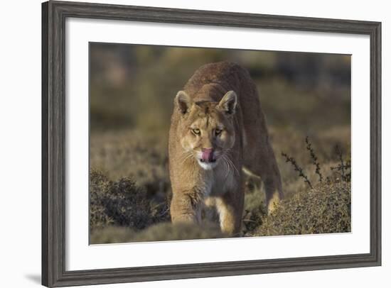 Puma (Puma Concolor) in High Altitude Habitat, Torres Del Paine National Park, Chile-Gabriel Rojo-Framed Photographic Print