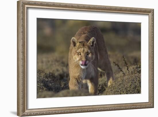 Puma (Puma Concolor) in High Altitude Habitat, Torres Del Paine National Park, Chile-Gabriel Rojo-Framed Photographic Print