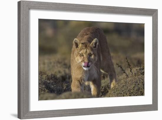 Puma (Puma Concolor) in High Altitude Habitat, Torres Del Paine National Park, Chile-Gabriel Rojo-Framed Photographic Print