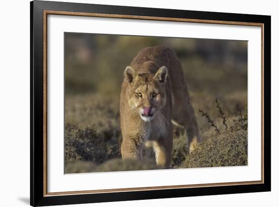 Puma (Puma Concolor) in High Altitude Habitat, Torres Del Paine National Park, Chile-Gabriel Rojo-Framed Photographic Print