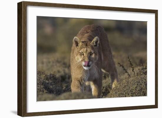 Puma (Puma Concolor) in High Altitude Habitat, Torres Del Paine National Park, Chile-Gabriel Rojo-Framed Photographic Print