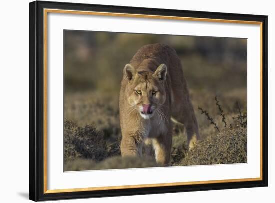 Puma (Puma Concolor) in High Altitude Habitat, Torres Del Paine National Park, Chile-Gabriel Rojo-Framed Photographic Print