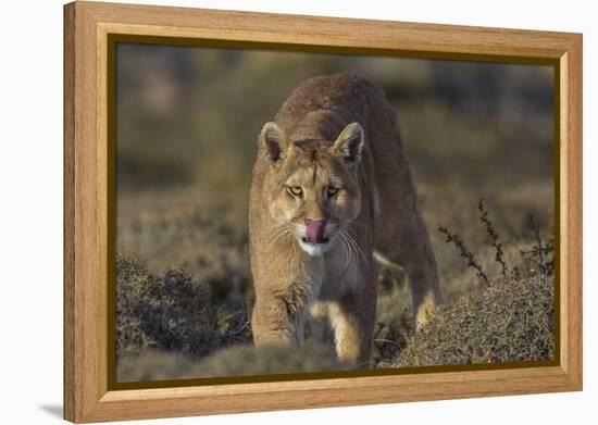 Puma (Puma Concolor) in High Altitude Habitat, Torres Del Paine National Park, Chile-Gabriel Rojo-Framed Premier Image Canvas