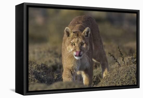 Puma (Puma Concolor) in High Altitude Habitat, Torres Del Paine National Park, Chile-Gabriel Rojo-Framed Premier Image Canvas