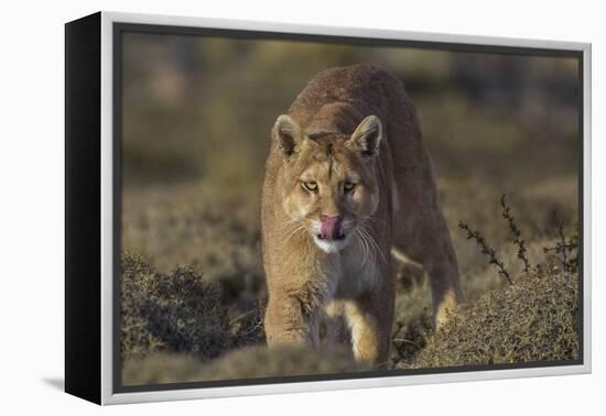 Puma (Puma Concolor) in High Altitude Habitat, Torres Del Paine National Park, Chile-Gabriel Rojo-Framed Premier Image Canvas