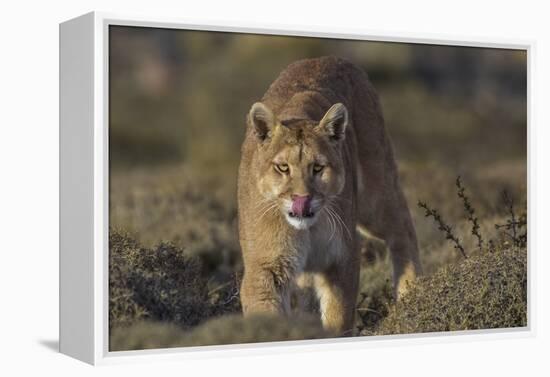 Puma (Puma Concolor) in High Altitude Habitat, Torres Del Paine National Park, Chile-Gabriel Rojo-Framed Premier Image Canvas