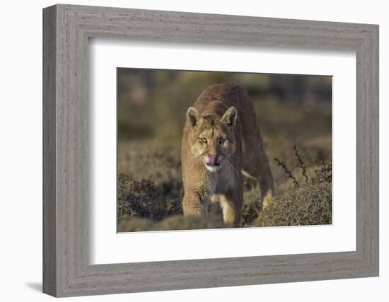 Puma (Puma Concolor) in High Altitude Habitat, Torres Del Paine National Park, Chile-Gabriel Rojo-Framed Photographic Print