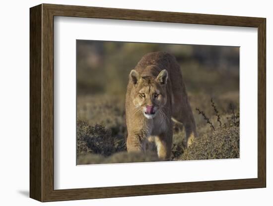 Puma (Puma Concolor) in High Altitude Habitat, Torres Del Paine National Park, Chile-Gabriel Rojo-Framed Photographic Print