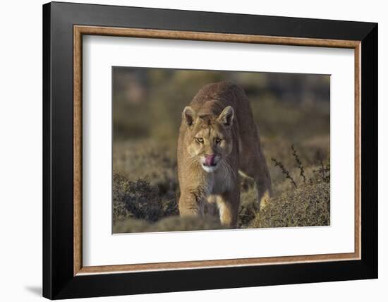 Puma (Puma Concolor) in High Altitude Habitat, Torres Del Paine National Park, Chile-Gabriel Rojo-Framed Photographic Print