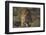 Puma (Puma Concolor) in High Altitude Habitat, Torres Del Paine National Park, Chile-Gabriel Rojo-Framed Photographic Print