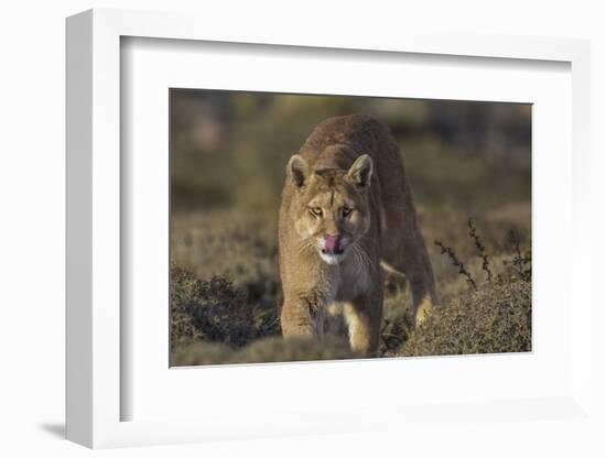 Puma (Puma Concolor) in High Altitude Habitat, Torres Del Paine National Park, Chile-Gabriel Rojo-Framed Photographic Print