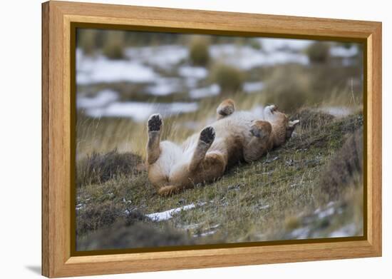 Puma (Puma Concolor) Rolling on Back, Torres Del Paine National Park, Chile, June-Gabriel Rojo-Framed Premier Image Canvas