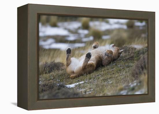 Puma (Puma Concolor) Rolling on Back, Torres Del Paine National Park, Chile, June-Gabriel Rojo-Framed Premier Image Canvas