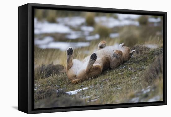 Puma (Puma Concolor) Rolling on Back, Torres Del Paine National Park, Chile, June-Gabriel Rojo-Framed Premier Image Canvas