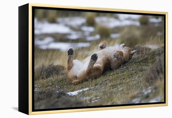 Puma (Puma Concolor) Rolling on Back, Torres Del Paine National Park, Chile, June-Gabriel Rojo-Framed Premier Image Canvas