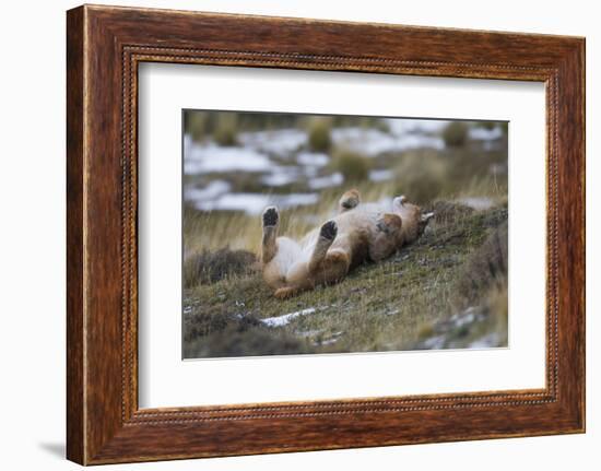 Puma (Puma Concolor) Rolling on Back, Torres Del Paine National Park, Chile, June-Gabriel Rojo-Framed Photographic Print