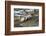 Puma (Puma Concolor) Rolling on Back, Torres Del Paine National Park, Chile, June-Gabriel Rojo-Framed Photographic Print