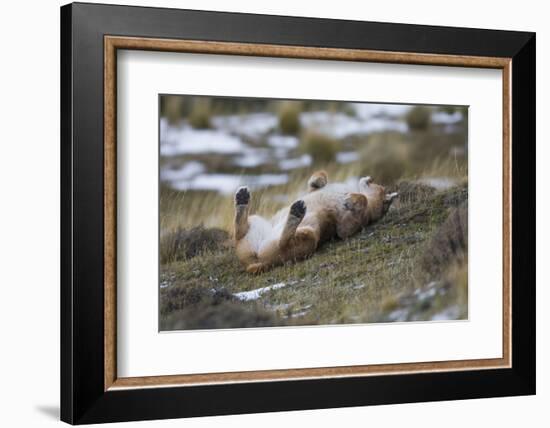 Puma (Puma Concolor) Rolling on Back, Torres Del Paine National Park, Chile, June-Gabriel Rojo-Framed Photographic Print