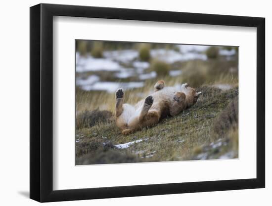 Puma (Puma Concolor) Rolling on Back, Torres Del Paine National Park, Chile, June-Gabriel Rojo-Framed Photographic Print