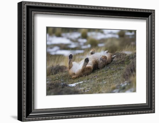 Puma (Puma Concolor) Rolling on Back, Torres Del Paine National Park, Chile, June-Gabriel Rojo-Framed Photographic Print