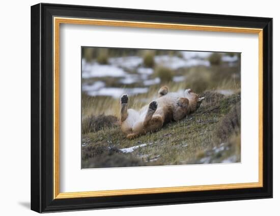 Puma (Puma Concolor) Rolling on Back, Torres Del Paine National Park, Chile, June-Gabriel Rojo-Framed Photographic Print