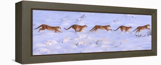 Puma running sequence in deep snow, Patagonia, Chile-Nick Garbutt-Framed Premier Image Canvas