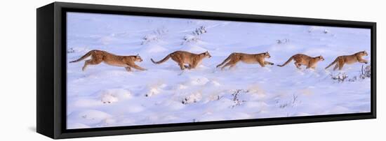 Puma running sequence in deep snow, Patagonia, Chile-Nick Garbutt-Framed Premier Image Canvas