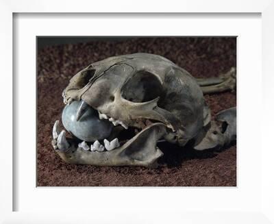 Puma Skull with Ball of Jade in its Mouth, Mexico, Aztec Civilization,  14th-16th Century' Giclee Print | Art.com