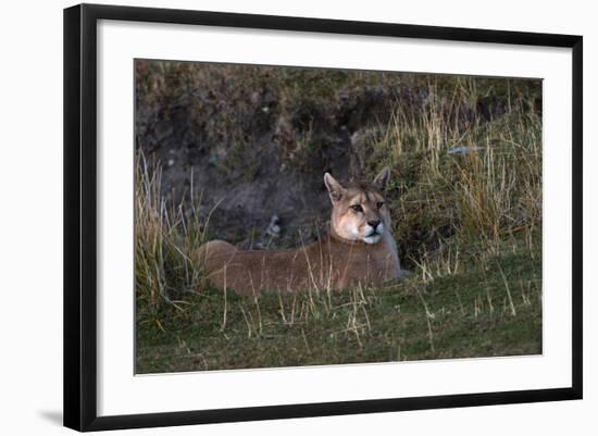 Puma Waiting, Torres del Paine NP, Patagonia, Magellanic Region, Chile-Pete Oxford-Framed Photographic Print