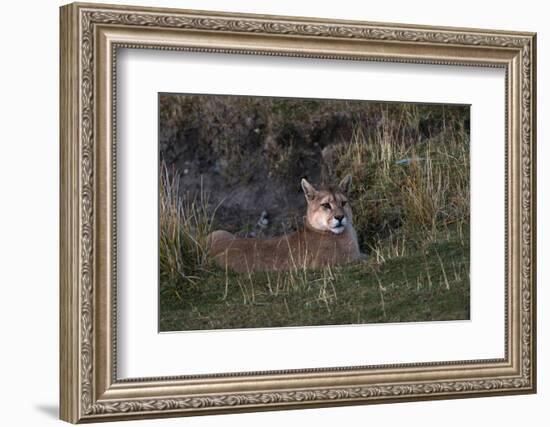 Puma Waiting, Torres del Paine NP, Patagonia, Magellanic Region, Chile-Pete Oxford-Framed Photographic Print