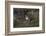 Puma Waiting, Torres del Paine NP, Patagonia, Magellanic Region, Chile-Pete Oxford-Framed Photographic Print