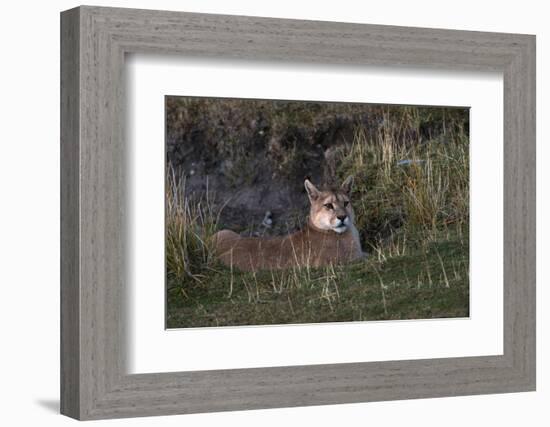 Puma Waiting, Torres del Paine NP, Patagonia, Magellanic Region, Chile-Pete Oxford-Framed Photographic Print