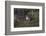 Puma Waiting, Torres del Paine NP, Patagonia, Magellanic Region, Chile-Pete Oxford-Framed Photographic Print