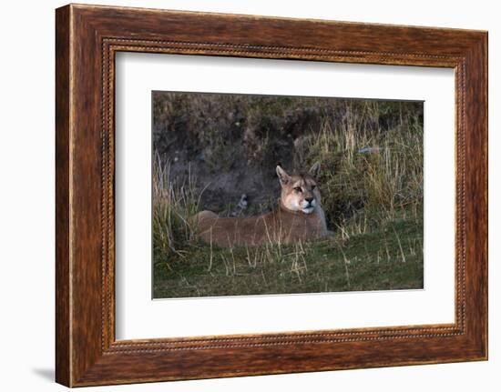 Puma Waiting, Torres del Paine NP, Patagonia, Magellanic Region, Chile-Pete Oxford-Framed Photographic Print