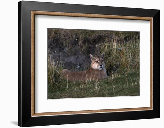 Puma Waiting, Torres del Paine NP, Patagonia, Magellanic Region, Chile-Pete Oxford-Framed Photographic Print