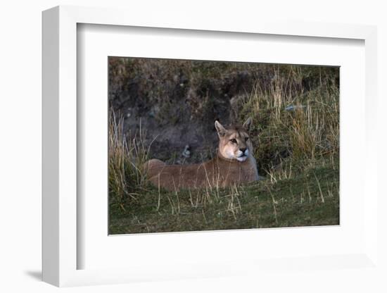 Puma Waiting, Torres del Paine NP, Patagonia, Magellanic Region, Chile-Pete Oxford-Framed Photographic Print