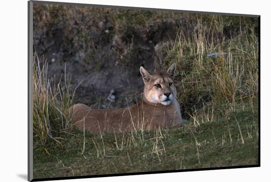 Puma Waiting, Torres del Paine NP, Patagonia, Magellanic Region, Chile-Pete Oxford-Mounted Photographic Print