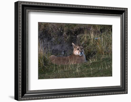 Puma Waiting, Torres del Paine NP, Patagonia, Magellanic Region, Chile-Pete Oxford-Framed Photographic Print