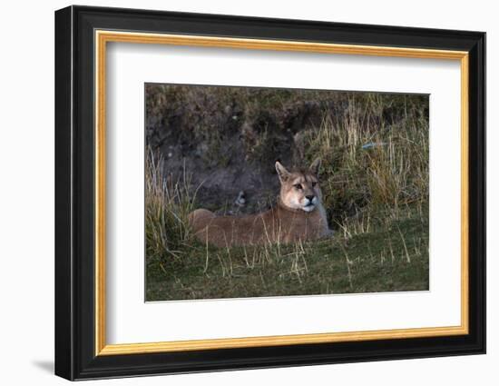 Puma Waiting, Torres del Paine NP, Patagonia, Magellanic Region, Chile-Pete Oxford-Framed Photographic Print