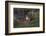 Puma Waiting, Torres del Paine NP, Patagonia, Magellanic Region, Chile-Pete Oxford-Framed Photographic Print