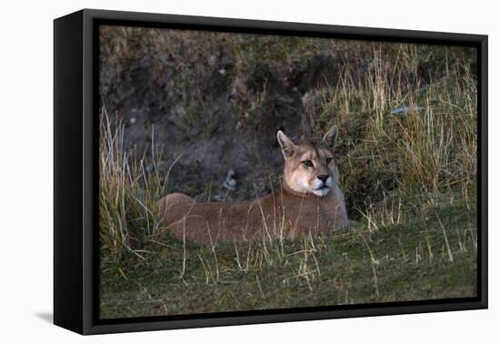 Puma Waiting, Torres del Paine NP, Patagonia, Magellanic Region, Chile-Pete Oxford-Framed Premier Image Canvas